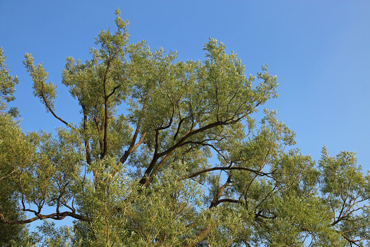 Willow oak tree on blue sky, Canada