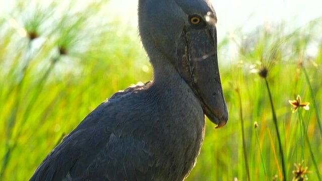 Shoe-billed stork searching for prey on Lake Victoria, Uganda. Close-up