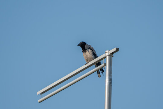 A hooded crow perches confidently on a metal antenna mount against a clear blue sky. Its distinctive gray and black plumage stands out sharply in the bright daylight.