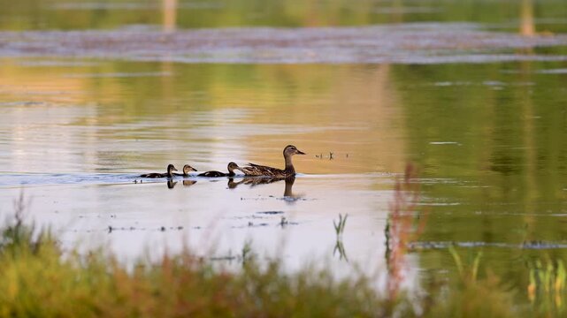 Female Mallard Duck in alert observing and swimming on a pond with her three ducklings in summer. Anas platyrhynchos, Indre-et-Loire 37, r&eacute;gion Centre-Val de Loire, France, European Union, Europe