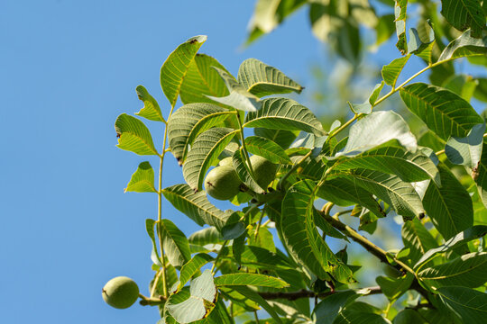 A pair of green walnuts hang together beneath a bright blue summer sky. Soft leaves frame the developing fruit against the clear open background.