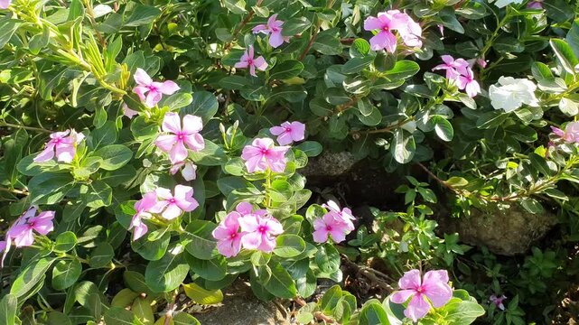 Pink Catharanthus roseus or Madagascar periwinkle flowers gently swaying and blowing in the wind among green leaves in a sunny garden.