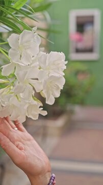 Morning walk through narrow streets in Villajoyosa with white flowers along the way