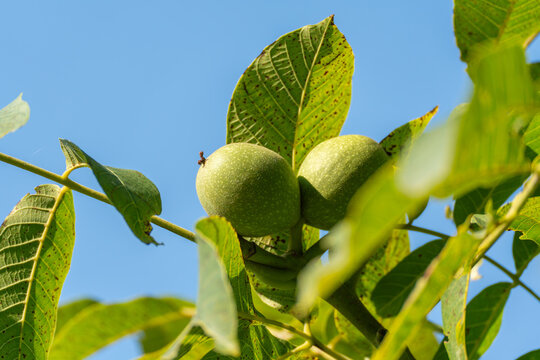 Two green walnuts cluster closely together beneath spotted summer leaves against a clear blue sky. Fine hairs cover the fuzzy outer husk of each developing nut.