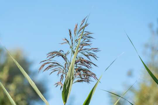 A feathery common reed plume rises gracefully against a clear blue summer sky. Delicate seed clusters branch outward from the tall green stem in warm afternoon light.