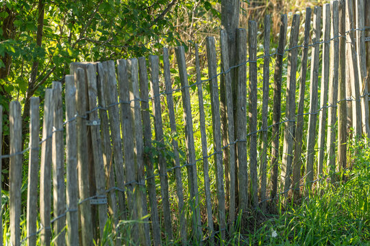 A weathered wooden picket fence curves gently along a lush green hedge in dappled sunlight. Rustic wire ties bind each wooden post together in this simple garden boundary.
