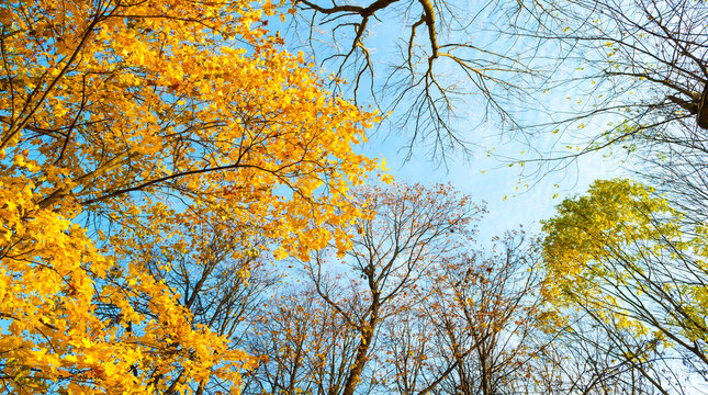 Autumn forest trees on the background of the blue sky, panoramic scene of tree tops with golden leaves in October sunny weather