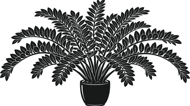 Zamia plant silhouette isolated on transparent background modern botanical illustration