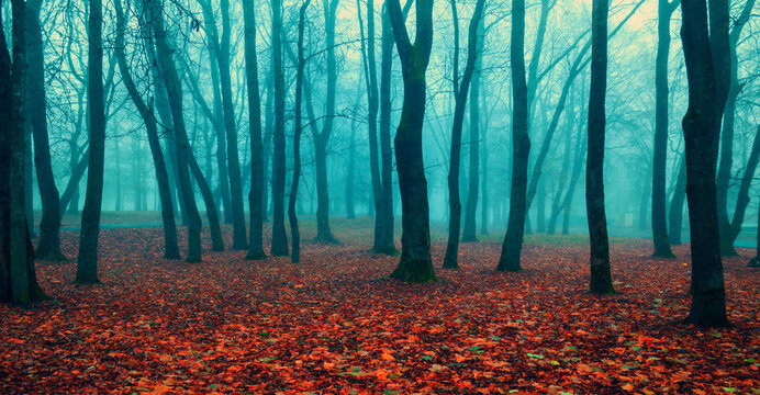 Spooky autumn park with Halloween atmosphere - orange fallen leaves on the ground and bare trees in the dense fog, panoramic scene of October foggy fall nature with mysterious mood
