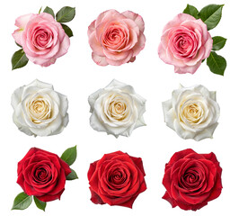 Obraz premium set of roses