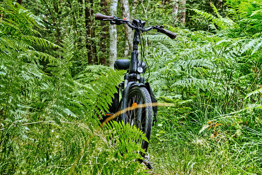 Electric bicycle standing among lush green ferns in a german forest, enjoying nature and outdoor adventure