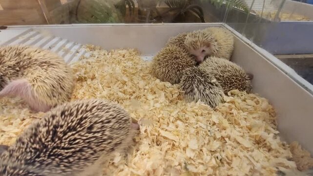 A group of adorable baby hedgehogs huddling together in a clean enclosure with wood shavings at a pet store or breeder facility. Close up view of prickly small exotic pets in a white plastic tray.