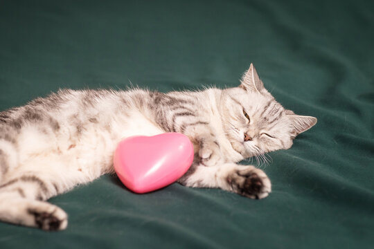 beautiful, gray British cat with a pink heart in a home environment