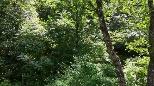 Foresta verde con tronchi spessi, fogliame denso e luce naturale che crea zone di ombra e luminosit&agrave;