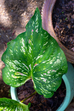 Variegated green Caladium leaf with white and pink speckles in a pot. Close-up of tropical heart-shaped . Caladium bicolor leaf with splash pattern. Ornamental elephant ear plant leaf. 
