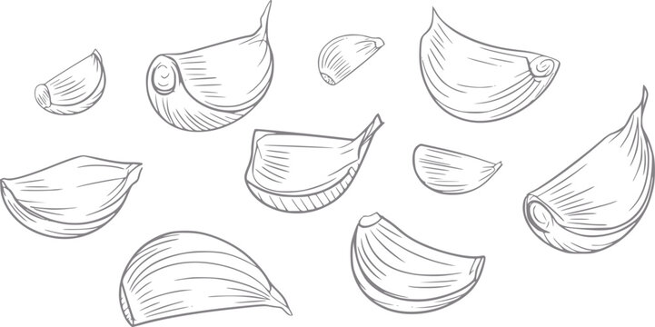 Dibujo a mano de varios dientes de ajo dispuestos sobre un fondo blanco liso para proyectos culinarios