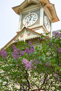 Historic clock tower building adorned with blooming purple lilac flowers in spring