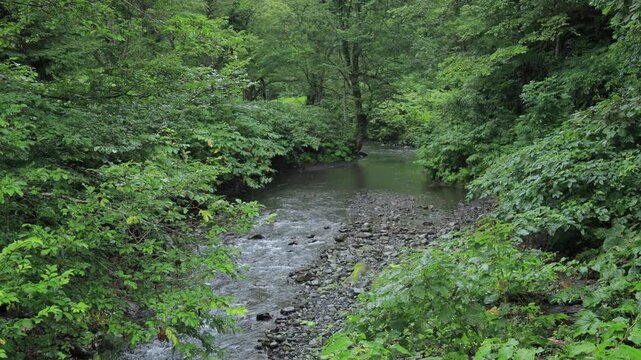 stream in the forest