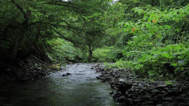 stream in the forest