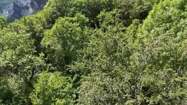 Chioma forestale verde e rigogliosa con alberi in piena foglia e pendio montano roccioso sullo sfondo