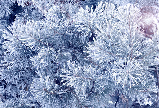 Holiday winter banner with frozen branches of fir tree. Horizontal Christmas background with pine branch, covered with frost. Festive banner featuring a frosted fir branch. Photo toned in blue color