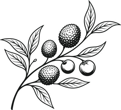 Blackberry branch silhouette isolated on transparent background botanical illustration