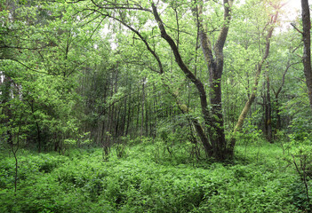 Fototapeta premium Picturesque landscape - primeval forest in sunny day. Beautiful scene with rays of sunlight in summer forest, Belovezhskaya Pushcha Nature Reserve. Woodland in national park Bialowieza Forest, Europe