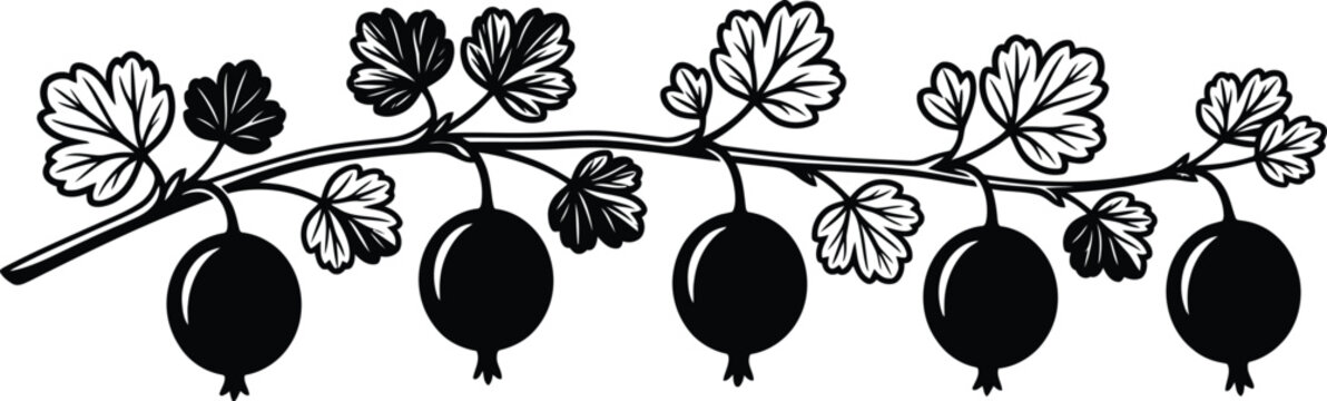 Blackcurrant branch silhouette isolated on transparent background botanical illustration