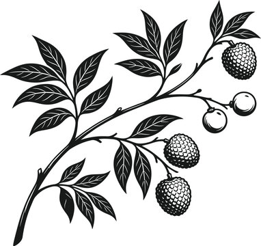 Rambutan branch silhouette isolated on transparent background tropical fruit illustration