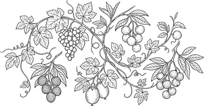 Vintage grape vine and berry silhouette isolated on transparent background