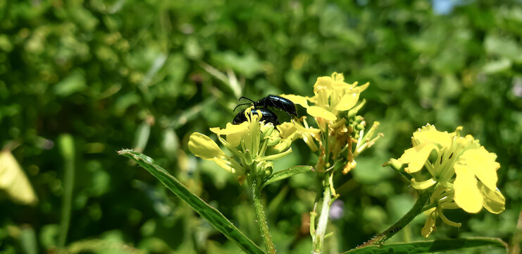 Macro view of black beetles with distinct antennae mating on yellow mustard flowers View(3)
bee on flower