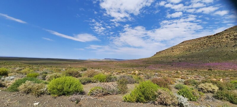Vast desert landscape with blooming wild purple flowers under a blue sky in Tankwa Karoo, South Africa