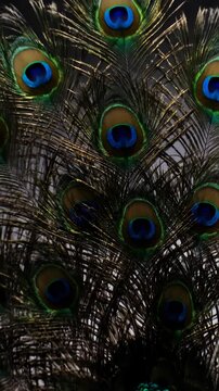 Close-up view of exotic peacock feathers with intricate eye patterns