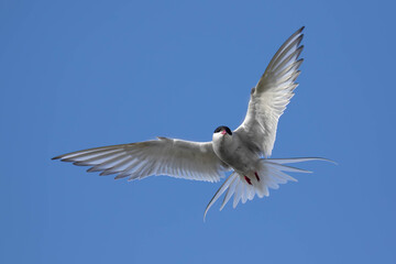 Obraz premium Close Up of Arctic Tern in Mid Air Gliding Towards Camera