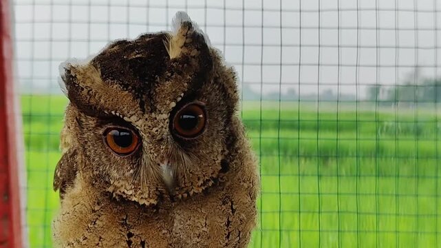Owls' eyes are not spherical and cannot move. To see their surroundings, they rotate their heads up to 270 degrees. They also have three eyelids for various functions and excellent night vision.