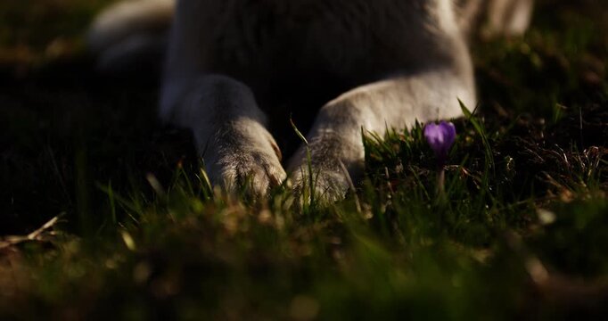 Close-up of a husky-type dog&rsquo;s paws resting beside a blooming crocus in an alpine meadow near Verbier, Switzerland, during spring.