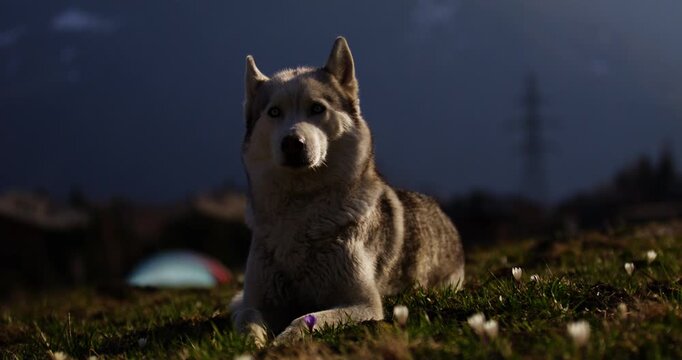 Portrait of a husky resting in a sunlit alpine meadow near Verbier, Switzerland, with the Swiss Alps softly blurred in the background.