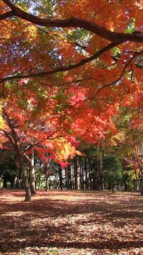 秋風に揺れそよぐ紅葉　タテ映像