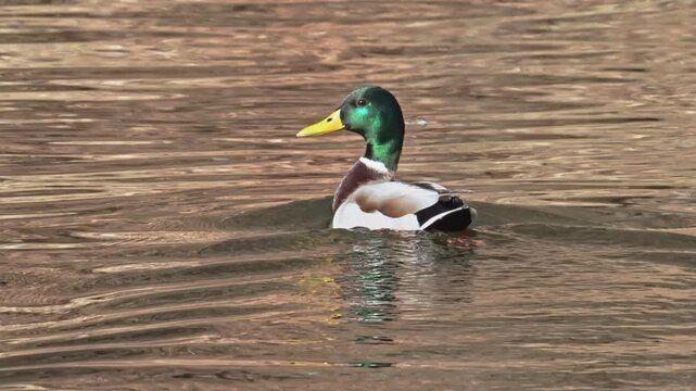 mallard wild duck (Anas platyrhynchos) male swimming