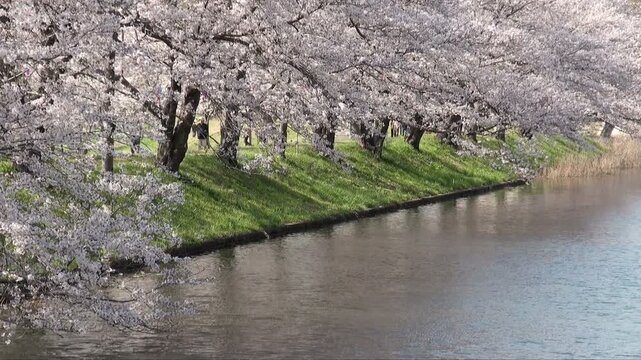 川沿いの満開の桜並木