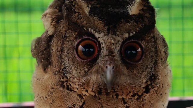 Owls' eyes are not spherical and cannot move. To see their surroundings, they rotate their heads up to 270 degrees. They also have three eyelids for various functions and excellent night vision.