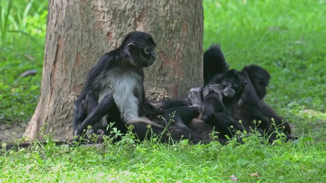 Mexican spider monkey (Ateles geoffroyi vellerosus) family resting under a tree