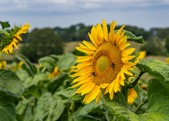 Fototapeta premium A field of wildfowers and sunflowers