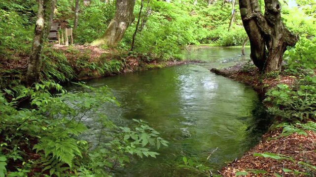 獅子ヶ鼻湿原湧水池出つぼ