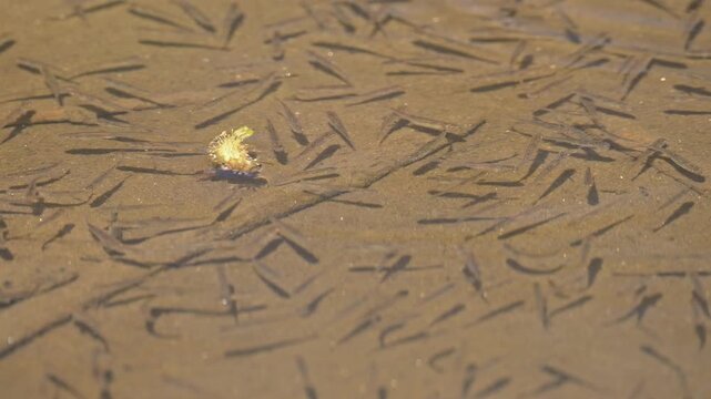 small fishes spawn directly under the water surface