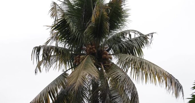 Low angle view of coconut palm tree with green coconuts under blue sky