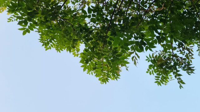 Low angle view of green tree leaves swaying in the breeze against clear blue sky background