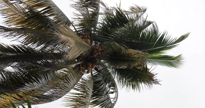 Low angle view of coconut palm tree with green coconuts under blue sky