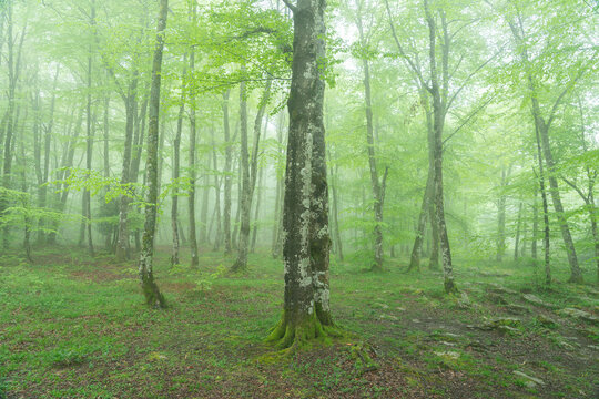Moss-Covered Rocks and Trees in Monte Santiago Beech Forest, Burgos, Castilla y Leon, Spain
