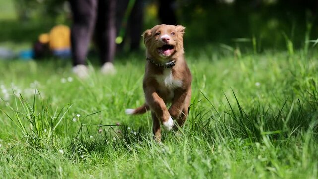 Cute Nova Scotia Duck Tolling Retriever Puppy Running Joyfully Through Tall Grass On A Sunny Meadow in Slow Motion